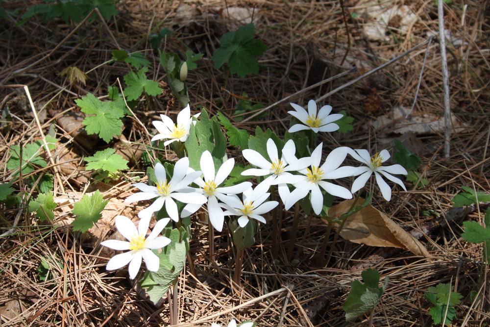 Photo of Bloodroot (Sanguinaria canadensis) uploaded by touchofsky