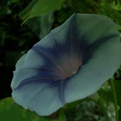 Location: my garden
Date: 2007-08-31
Japanese Morning Glory (Ipomoea nil 'Gray Fog'/#2) - This is a si