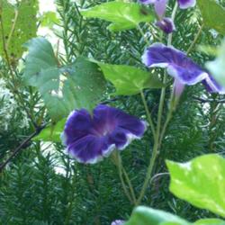 Location: my garden
Date: 2007-09-12
Japanese Morning Glory (Ipomoea nil 'Velvet Plum') See my Ipomoea