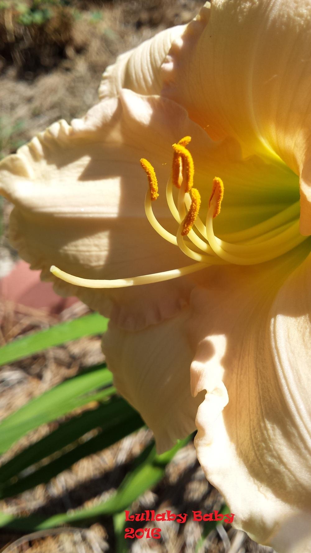 Photo of Daylily (Hemerocallis 'Lullaby Baby') uploaded by Gardenbug01