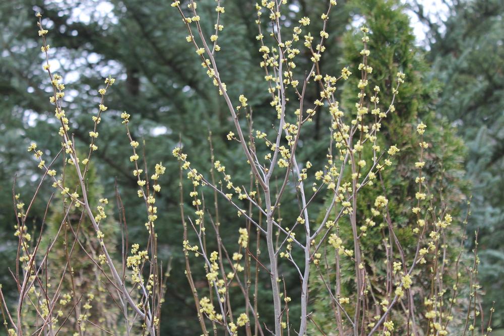 Photo of Spicebush (Lindera benzoin) uploaded by Meredith79