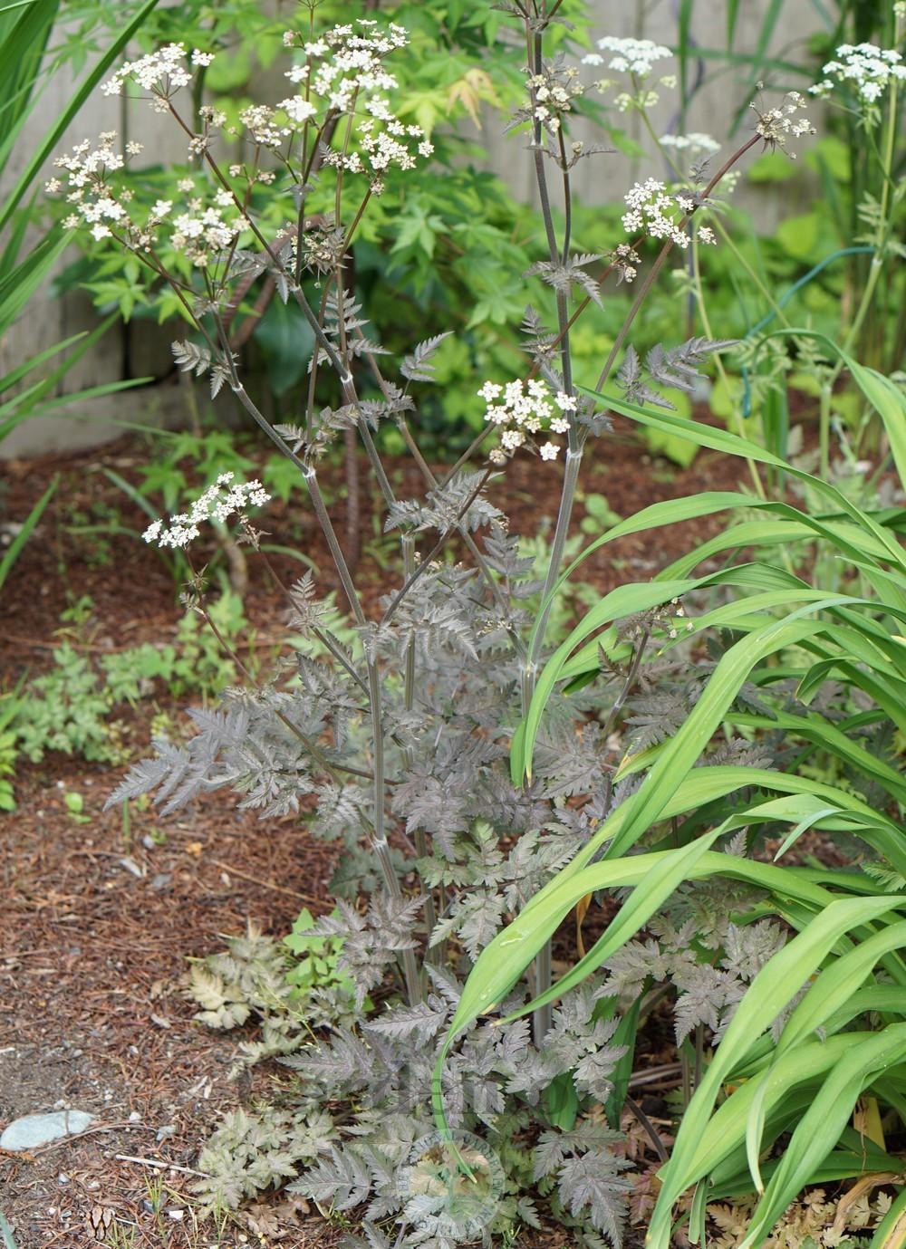 Photo of Bugbane (Actaea simplex 'Hillside Black Beauty') uploaded by Patty