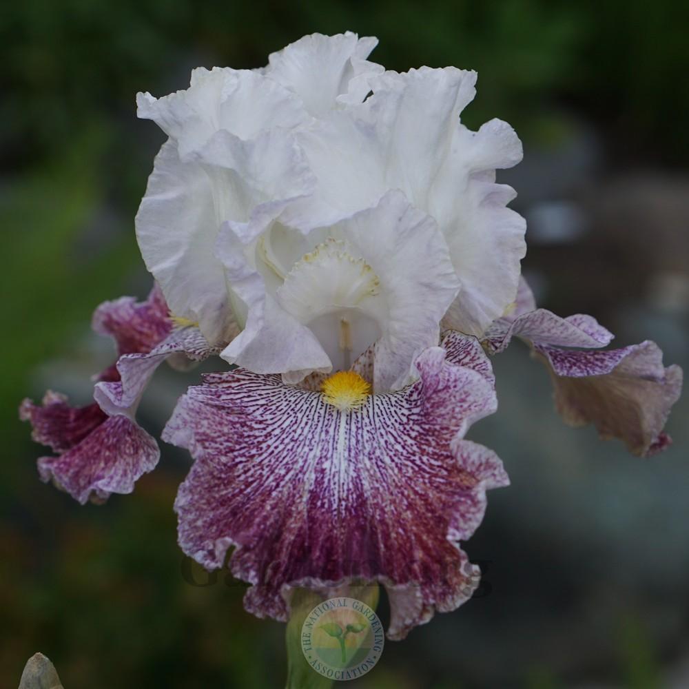 Photo of Tall Bearded Iris (Iris 'Thundering Ovation') uploaded by Patty