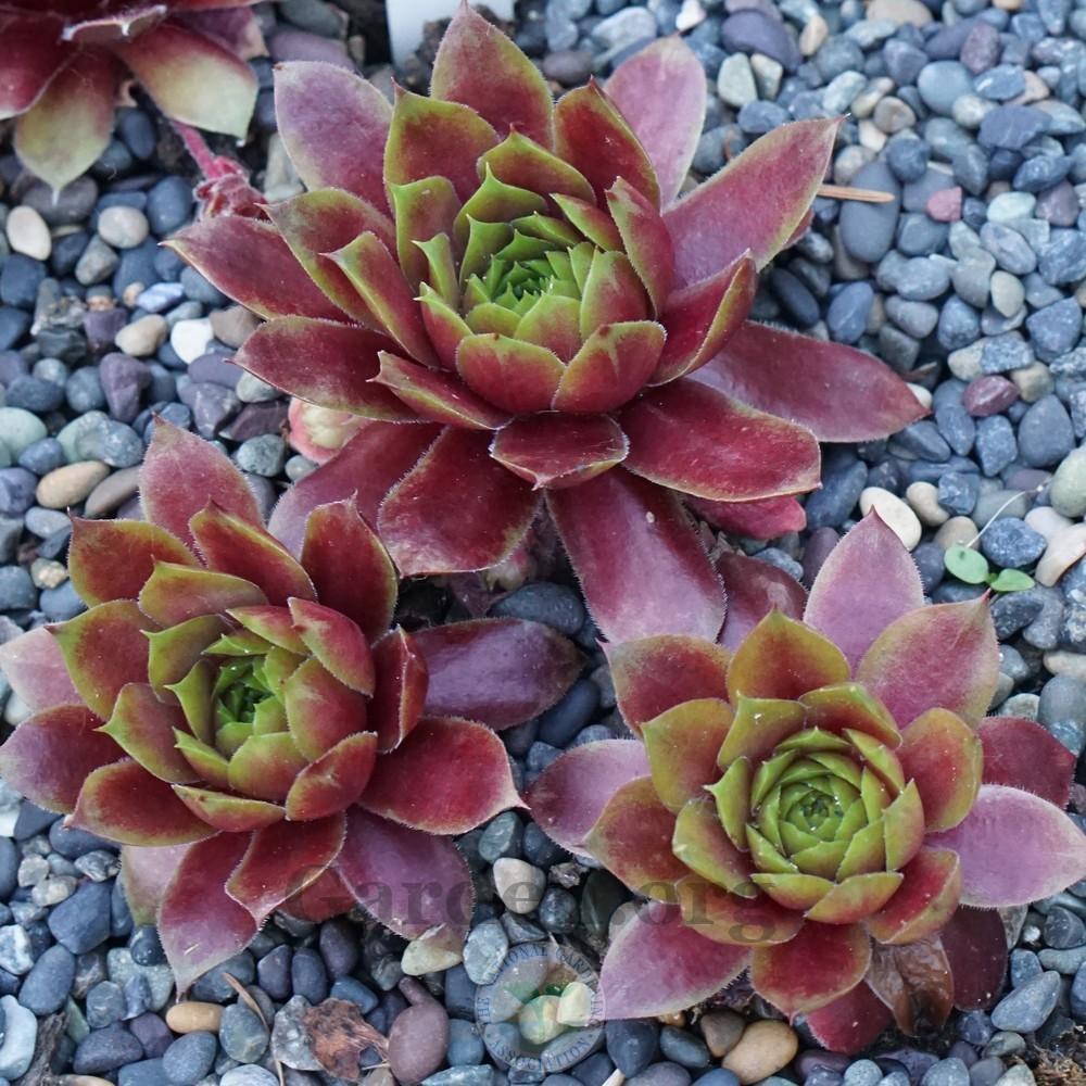 Photo of Hen and Chicks (Sempervivum 'Jeepers Creepers') uploaded by Patty