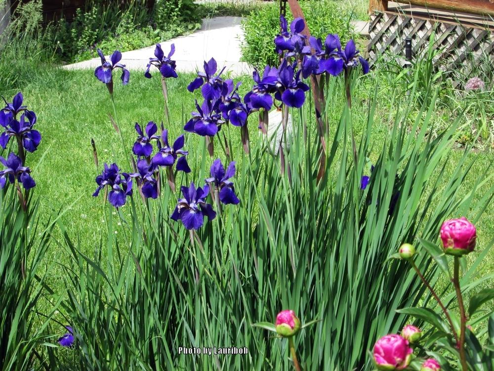 Photo of Siberian Iris (Iris 'Caesar's Brother') uploaded by lauribob