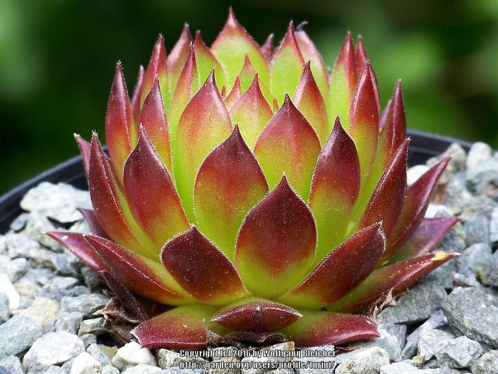 Photo of Hen and Chicks (Sempervivum 'T'Pol') uploaded by turini