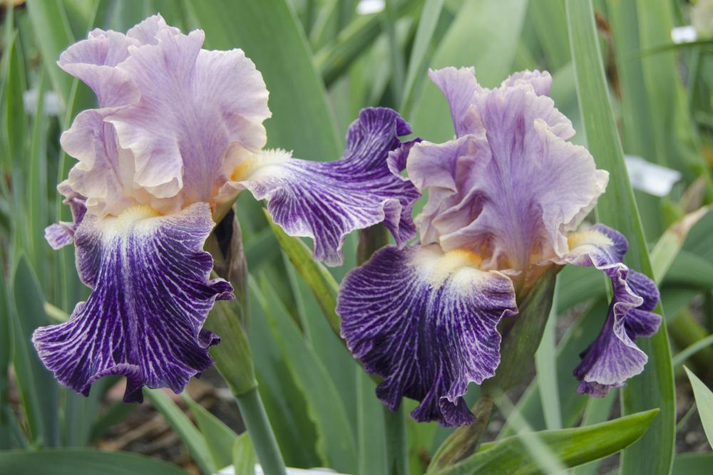Photo of Tall Bearded Iris (Iris 'Elizabethan Age') uploaded by Mikey