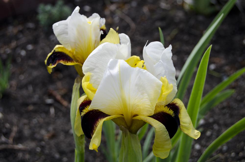 Photo of Arilbred Iris (Iris 'Dragon's Eye') uploaded by Mikey