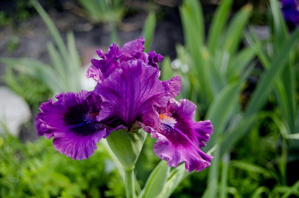 Photo of Intermediate Bearded Iris (Iris 'Pop Culture') uploaded by Mikey