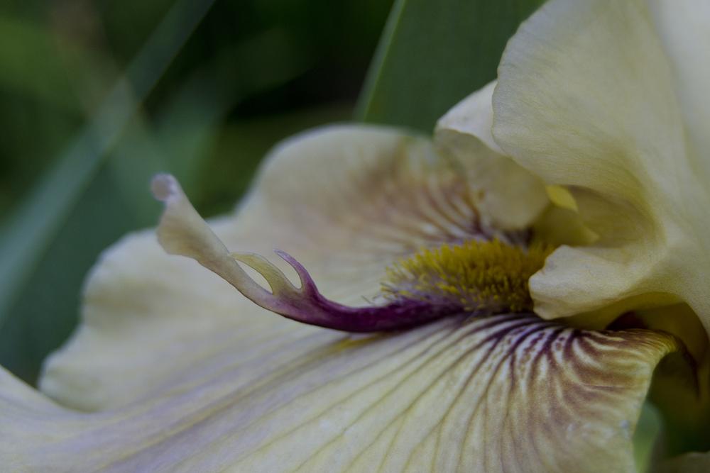 Photo of Tall Bearded Iris (Iris 'Thornbird') uploaded by Mikey