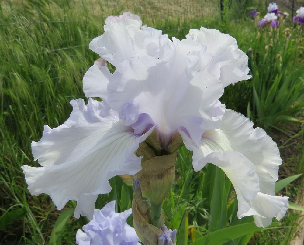 Photo of Tall Bearded Iris (Iris 'Silverado') uploaded by Natalie