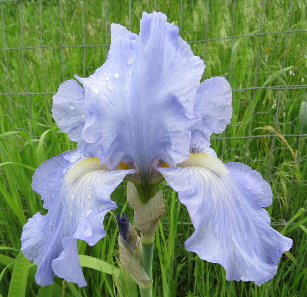 Photo of Tall Bearded Iris (Iris 'Blue Reflection') uploaded by Natalie