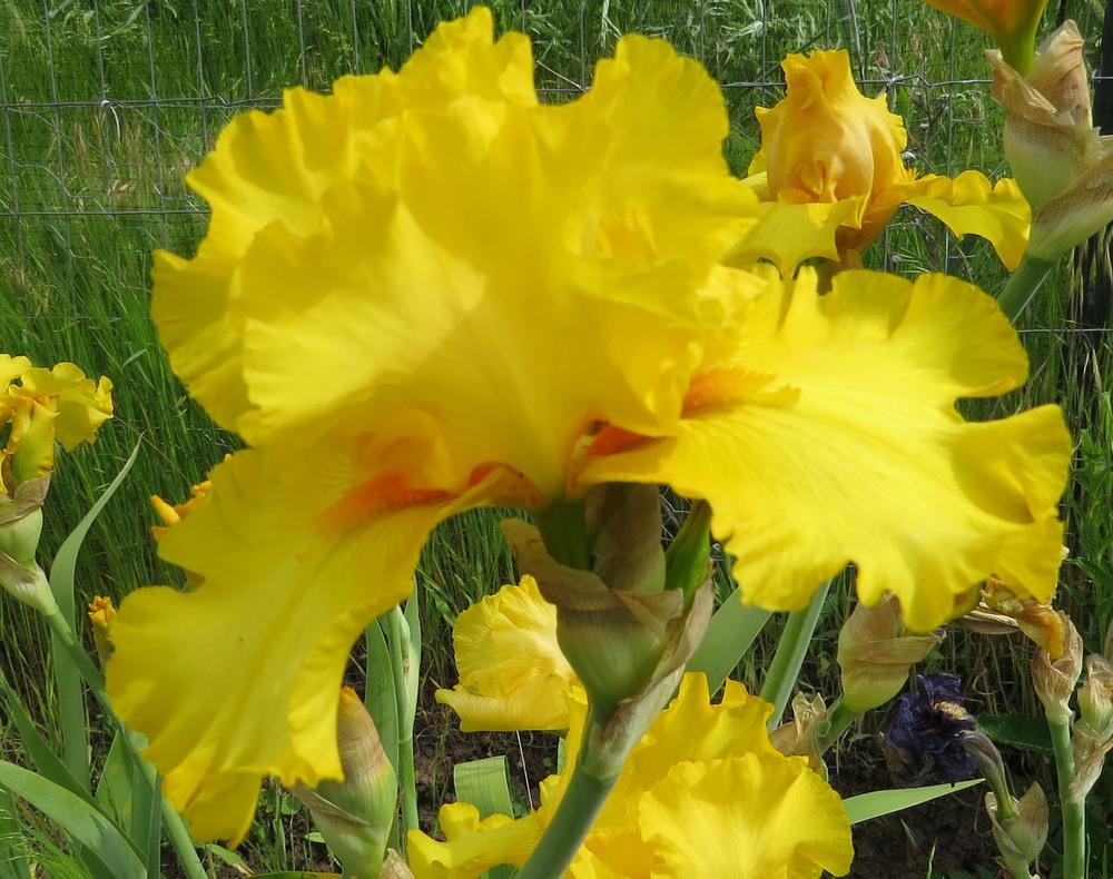 Photo of Tall Bearded Iris (Iris 'Picasso Moon') uploaded by Natalie