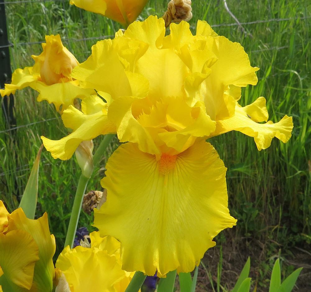 Photo of Tall Bearded Iris (Iris 'Picasso Moon') uploaded by Natalie