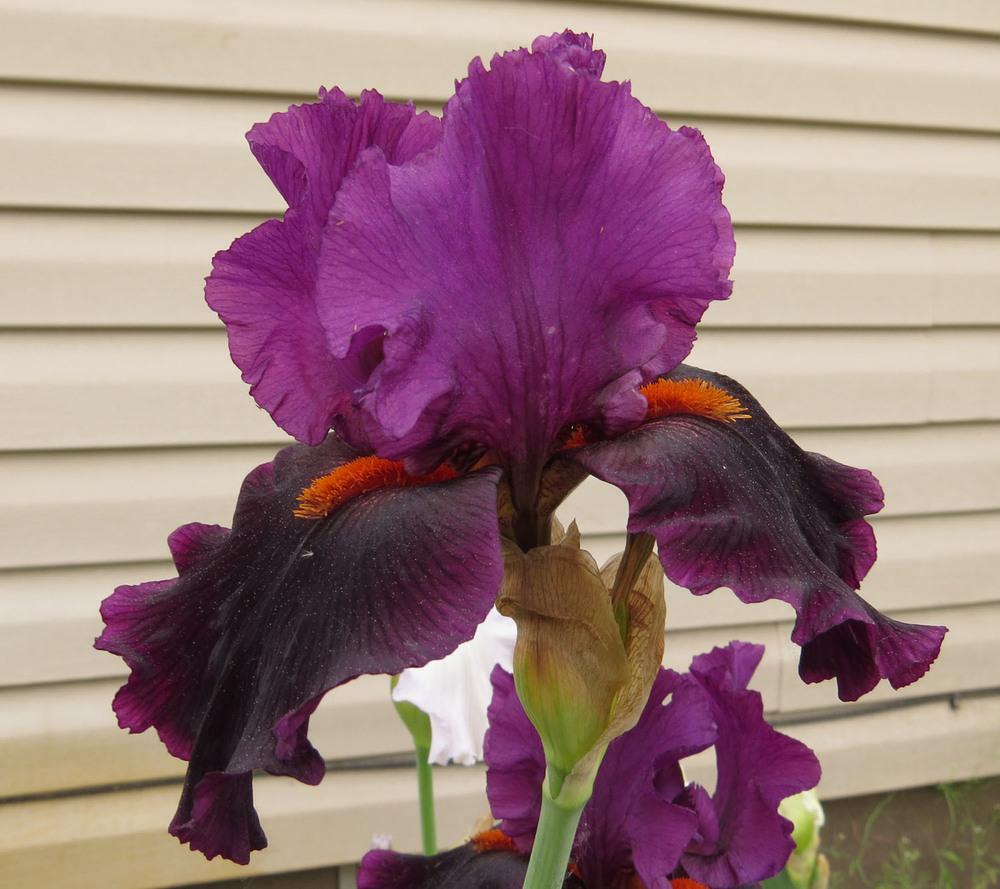 Photo of Tall Bearded Iris (Iris 'Black Magic Woman') uploaded by Natalie