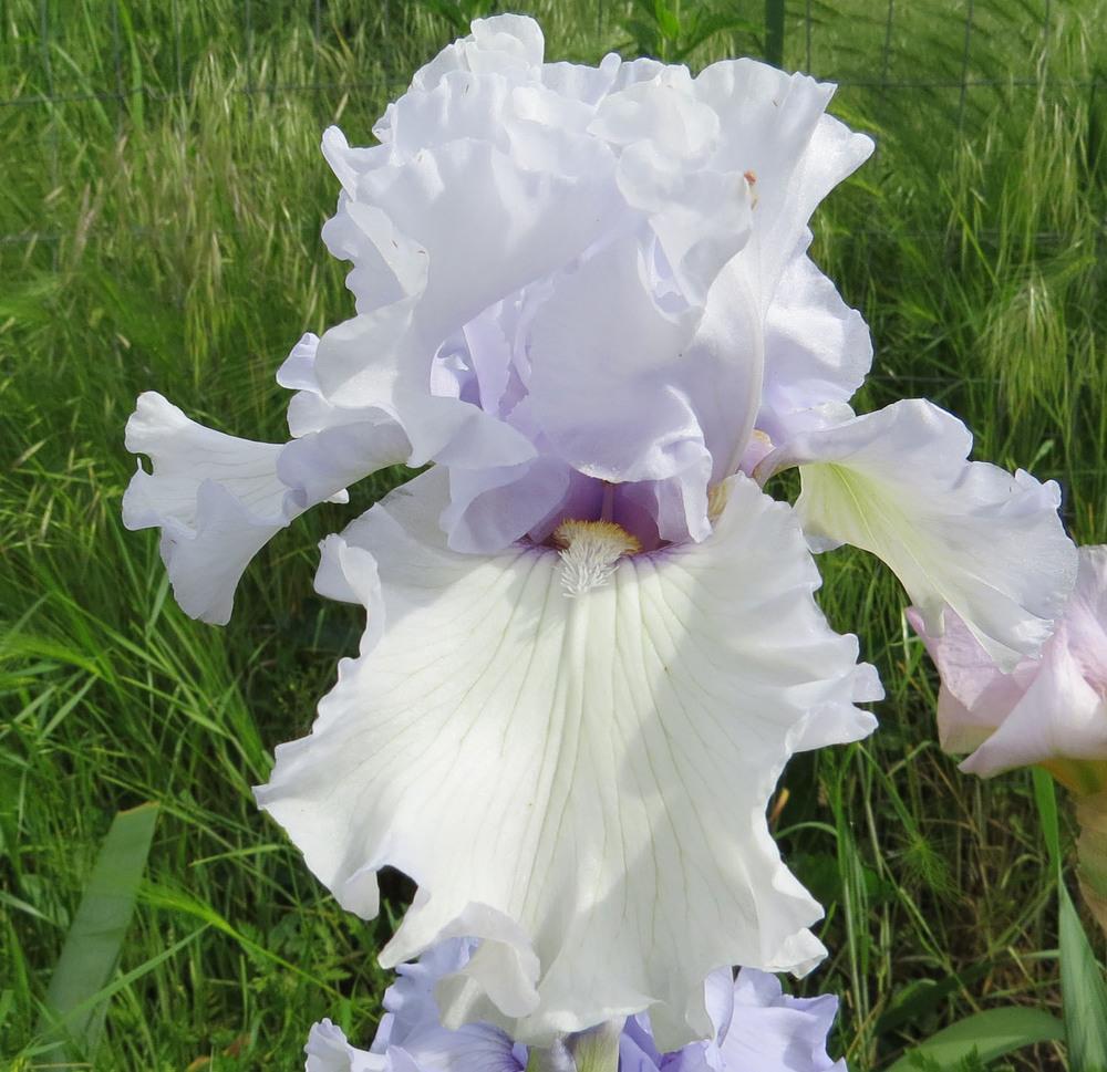 Photo of Tall Bearded Iris (Iris 'Silverado') uploaded by Natalie