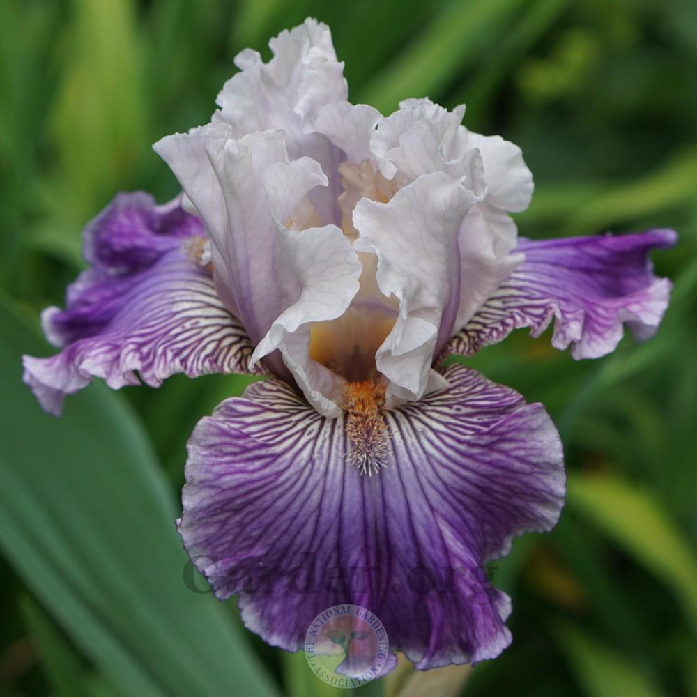 Photo of Tall Bearded Iris (Iris 'Reckless in Denim') uploaded by Patty