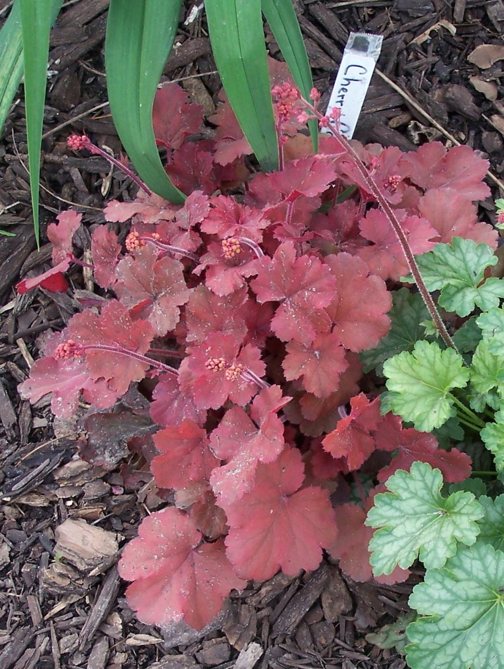 Photo of Coral Bells (Heuchera 'Cherry Cola') uploaded by petruske