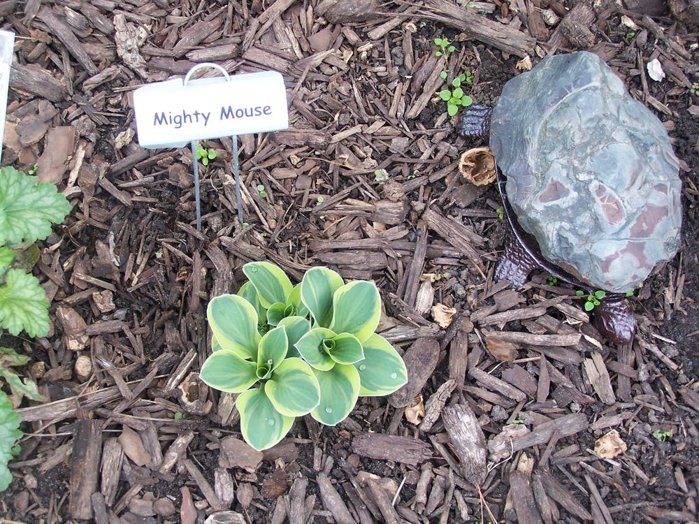 Photo of Hosta 'Mighty Mouse' uploaded by petruske