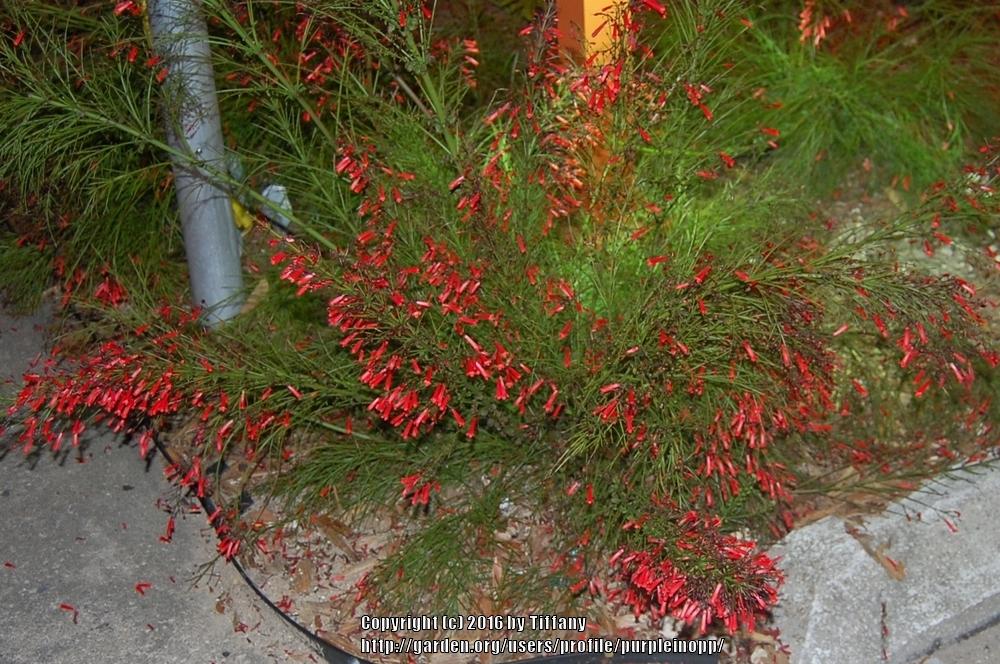Photo of Firecracker Plant (Russelia equisetiformis) uploaded by purpleinopp
