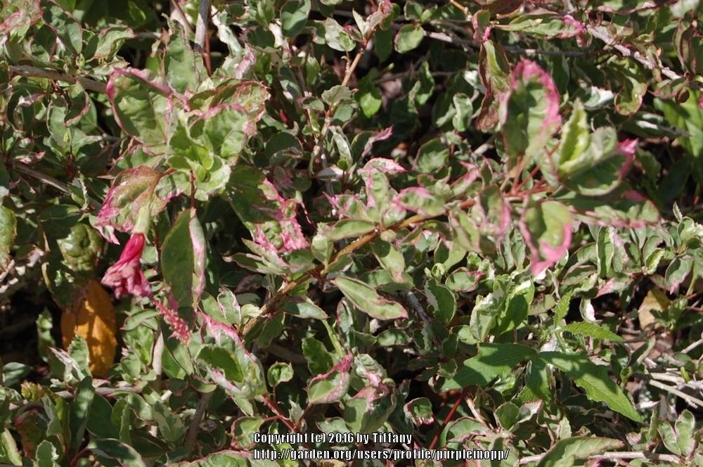 Photo of Tropical Hibiscuses (Hibiscus rosa-sinensis) uploaded by purpleinopp