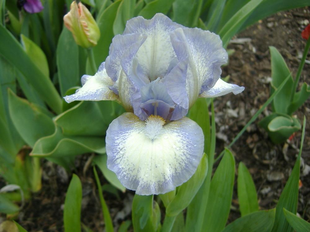 Photo of Standard Dwarf Bearded Iris (Iris 'Chubby Cheeks') uploaded by tveguy3