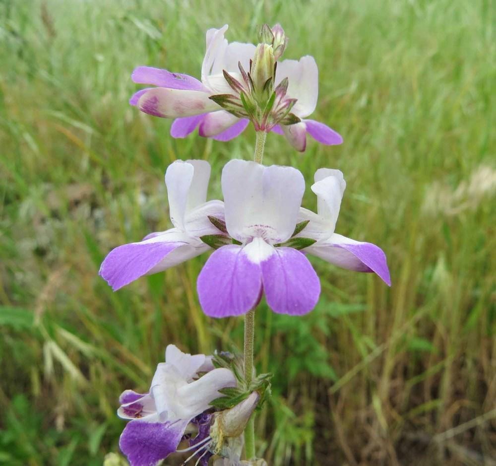 Photo of Chinese Houses (Collinsia heterophylla) uploaded by Natalie