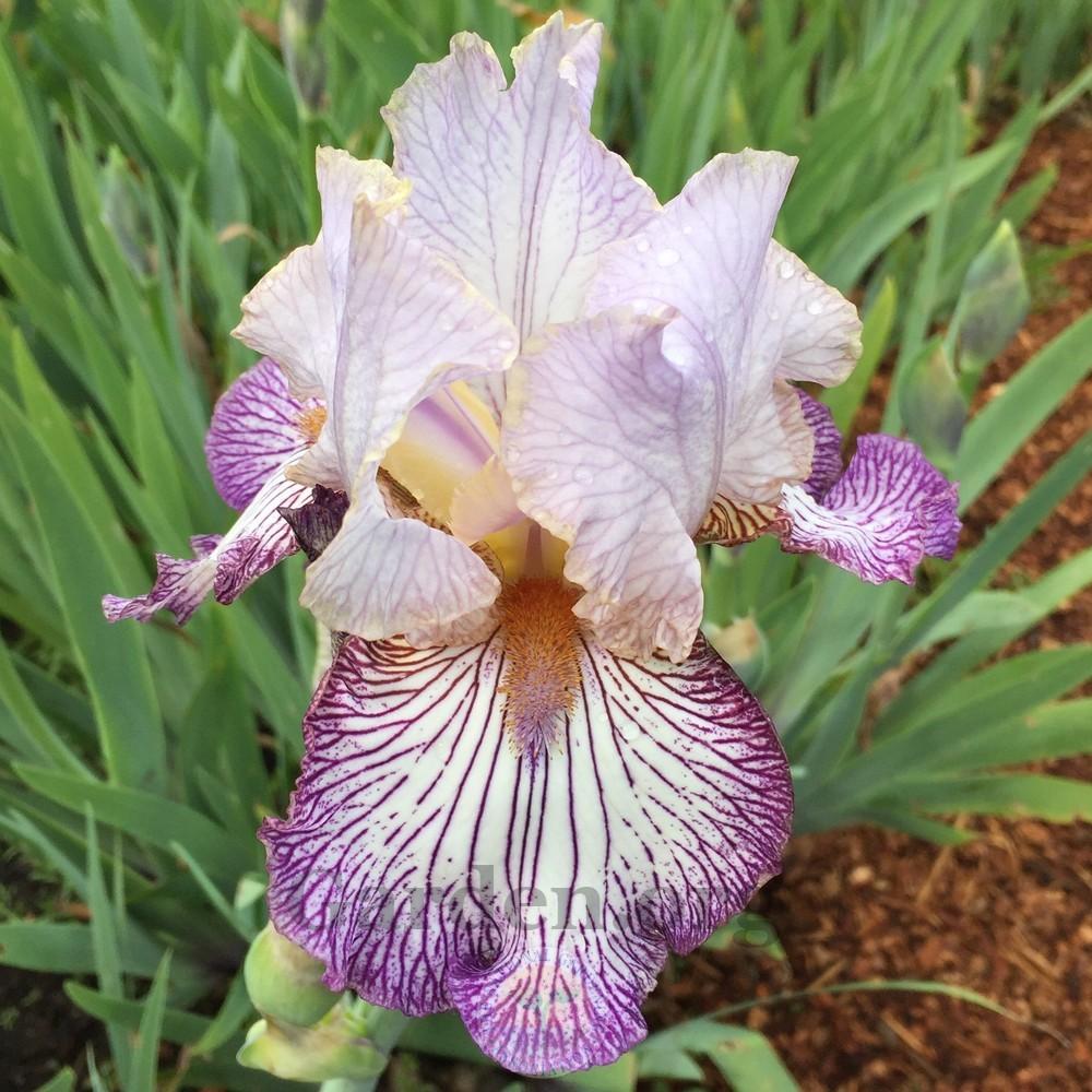 Photo of Tall Bearded Iris (Iris 'Piccadilly Circus') uploaded by Patty