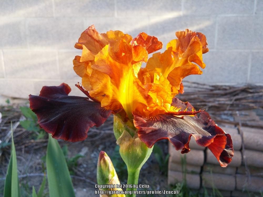 Photo of Tall Bearded Iris (Iris 'Solar Fire') uploaded by Zencat