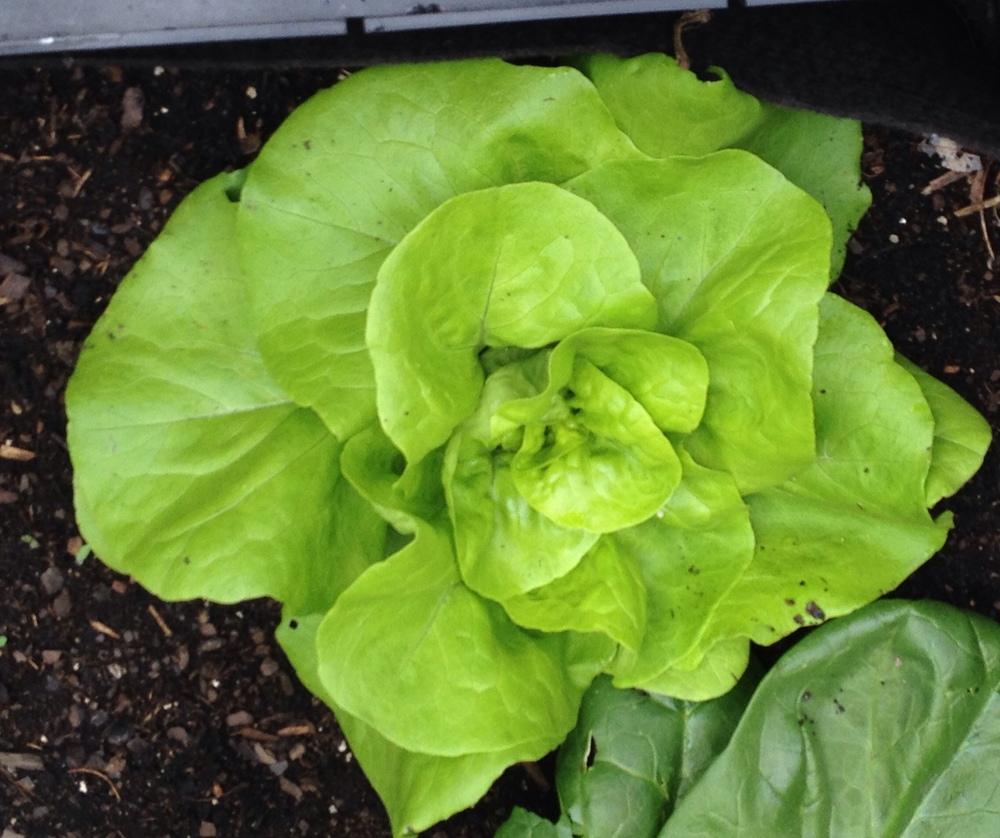 Photo of Lettuce (Lactuca sativa 'North Pole') uploaded by bxncbx