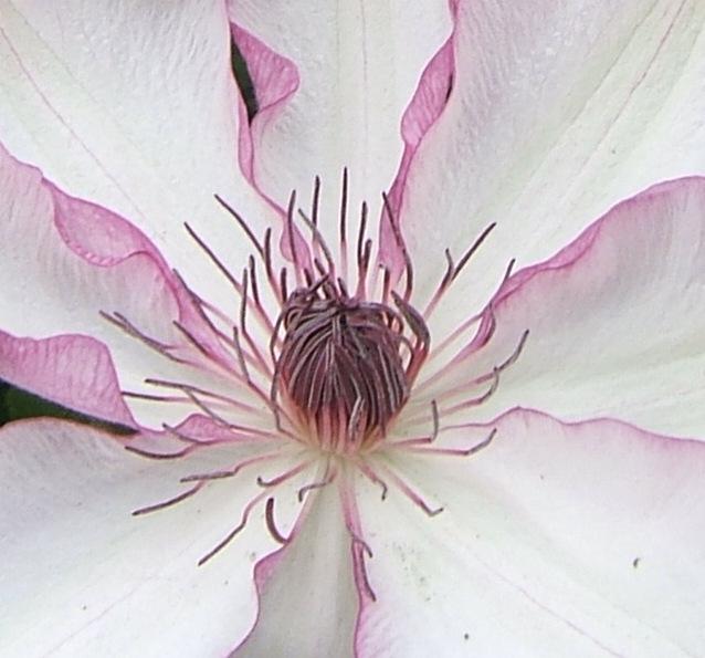 Photo of Clematis 'Omoshiro' uploaded by pirl