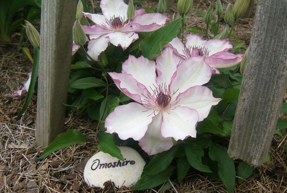 Photo of Clematis 'Omoshiro' uploaded by pirl
