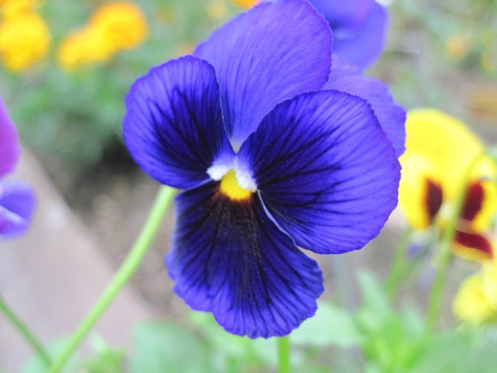 Photo of Violas (Viola) uploaded by robertduval14