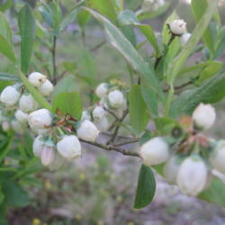 Location: Mason, New Hampshire
Date: 2016-05-14
Blueberry bushes are in bloom, May 2016, New Hampshire