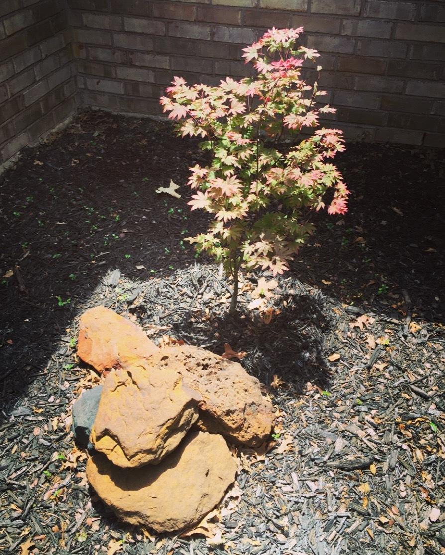 Photo of Japanese Maple (Acer palmatum) uploaded by scottiesman