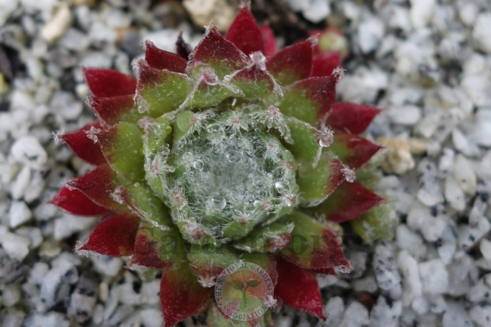 Photo of Hen and Chicks (Sempervivum 'Silver Jubilee') uploaded by springcolor