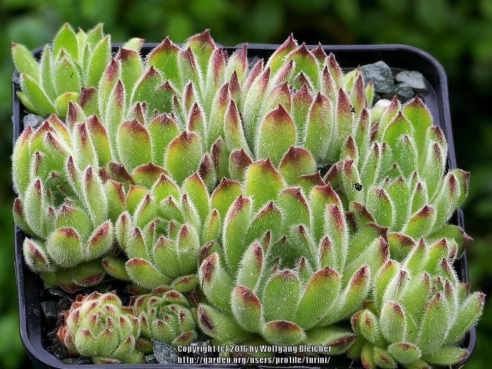 Photo of Hen and Chicks (Sempervivum 'Apollonia') uploaded by turini