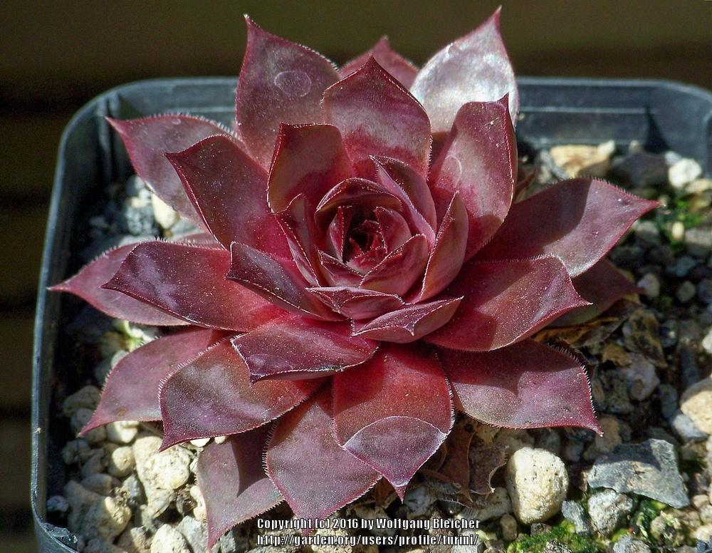 Photo of Hen and Chicks (Sempervivum 'Blue Balou') uploaded by turini