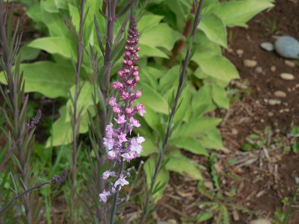 Photo of Purple Toadflax (Linaria purpurea 'Canon J. Went') uploaded by wcgypsy
