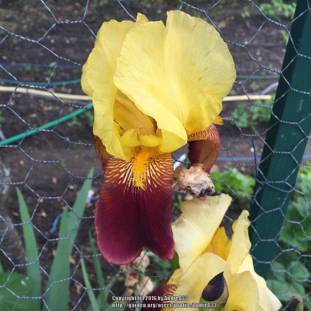 Photo of Tall Bearded Iris (Iris 'Accent') uploaded by AndreA33