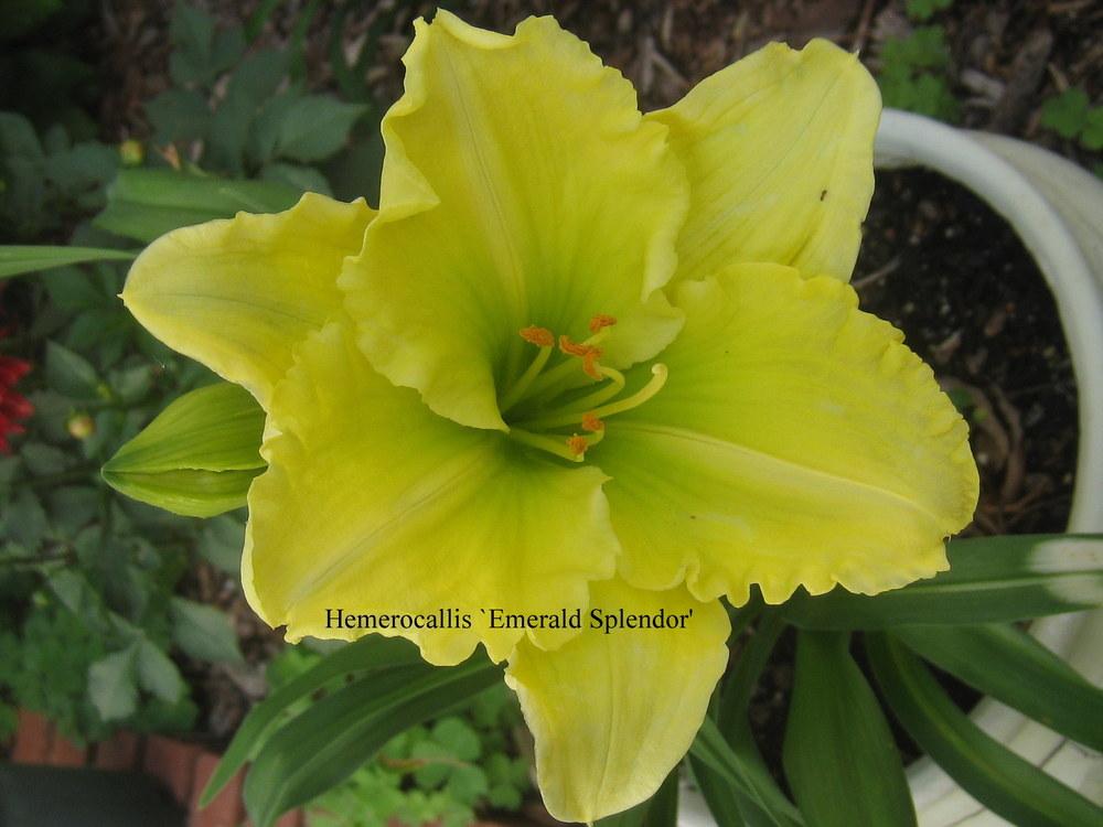 Photo of Daylily (Hemerocallis 'Emerald Splendor') uploaded by Hemophobic