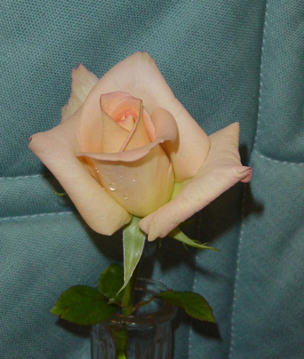 Photo of Hybrid Tea Rose (Rosa 'Peace') uploaded by cwhitt