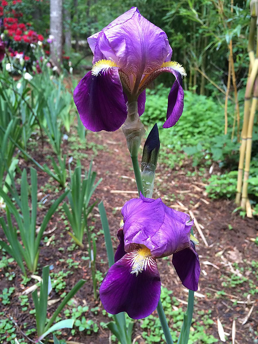 Photo of Tall Bearded Iris (Iris 'Cameroun') uploaded by lharvey16