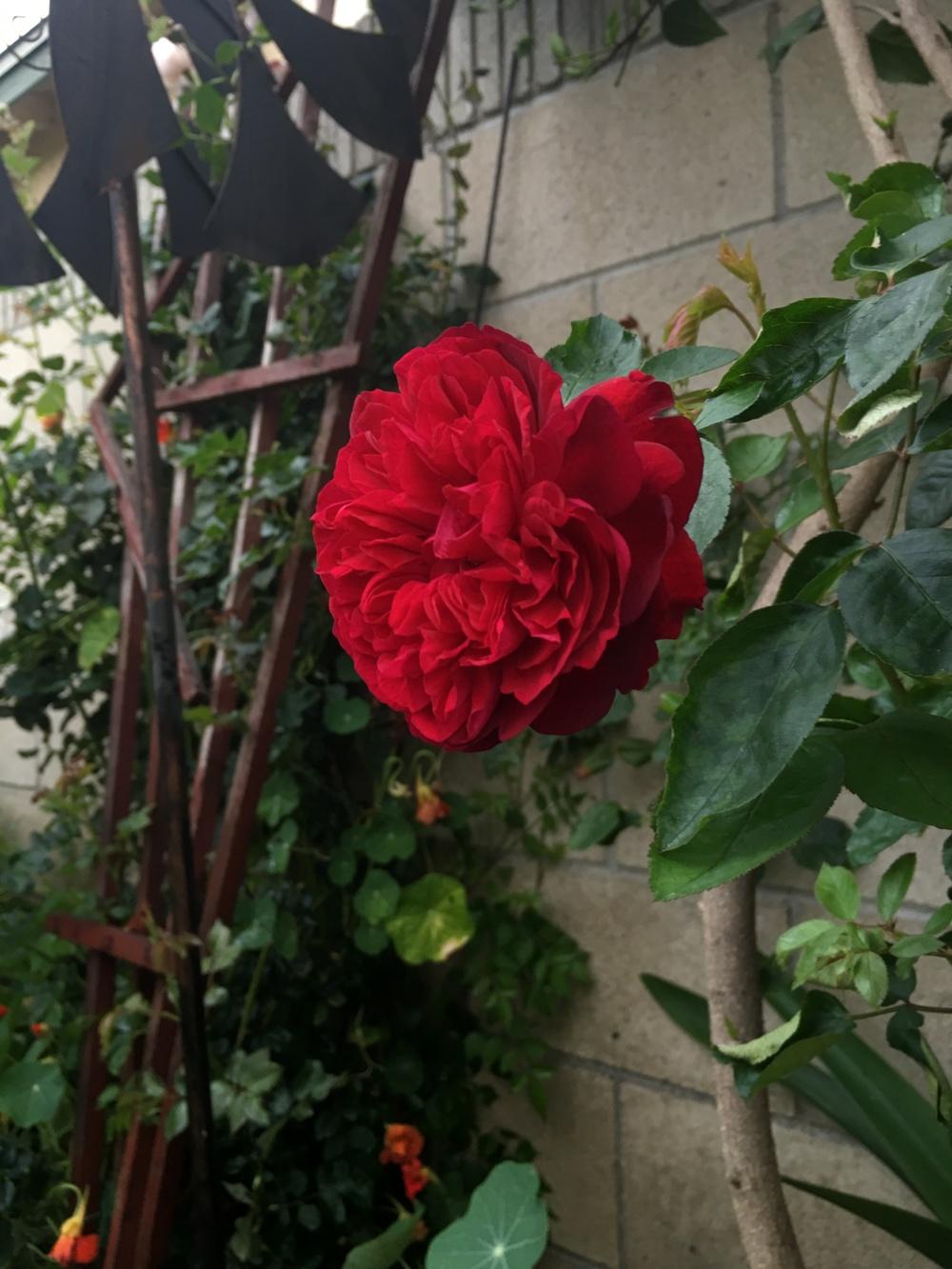 Photo of Rose (Rosa 'William Shakespeare') uploaded by mattmackay22