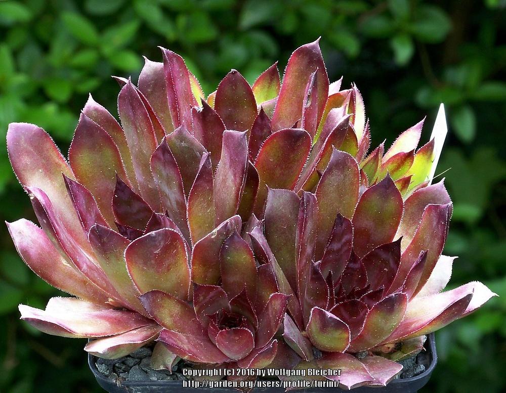 Photo of Hen and Chicks (Sempervivum 'Dolo') uploaded by turini