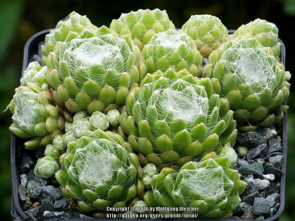 Photo of Hen and Chicks (Sempervivum arachnoideum 'Dame Blanche') uploaded by turini