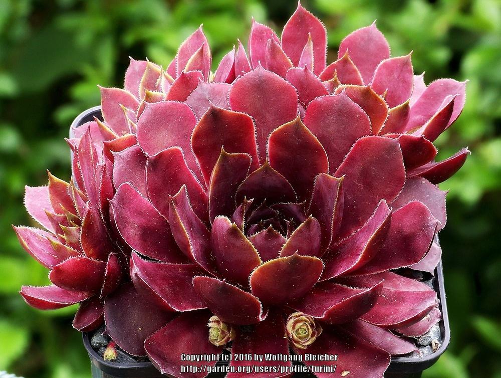 Photo of Hen and Chicks (Sempervivum 'Flanders Passion') uploaded by turini
