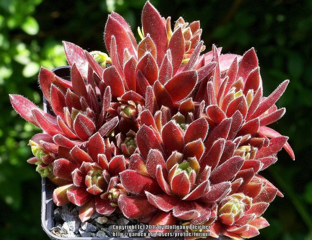 Photo of Hen and Chicks (Sempervivum 'Baby Baron') uploaded by turini