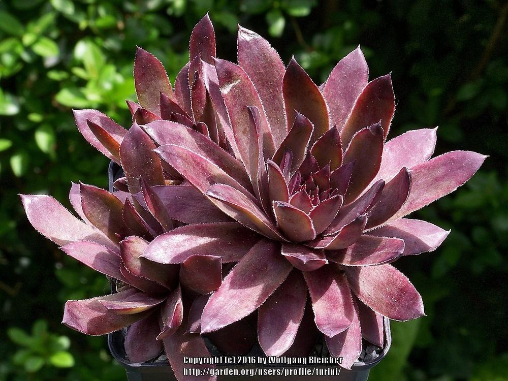 Photo of Hen and Chicks (Sempervivum 'Fyke') uploaded by turini