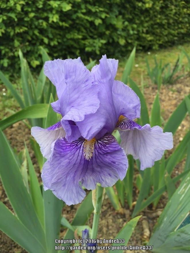 Photo of Tall Bearded Iris (Iris 'Fancy Fellow') uploaded by AndreA33
